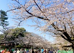 【長屋の花見】ながやのはなみ　落語演目　あらすじ